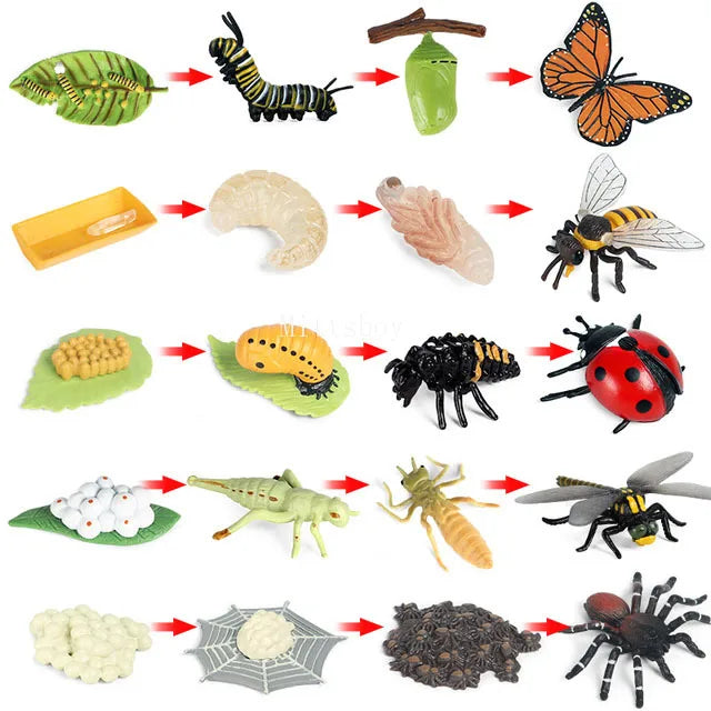 Montessori Animals and insects Life Cycle Wooden Board Set