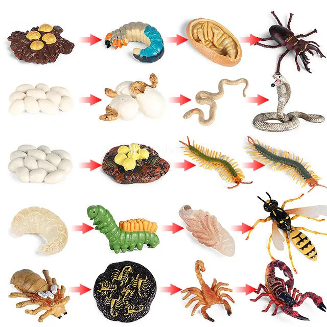 Montessori Animals and insects Life Cycle Wooden Board Set