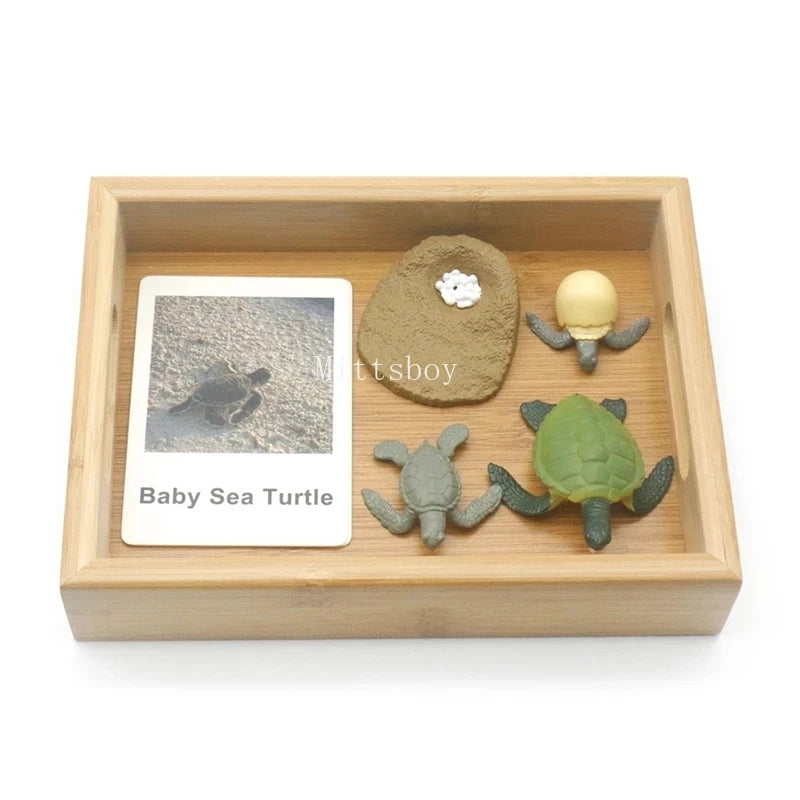 Montessori Animals and insects Life Cycle Wooden Board Set