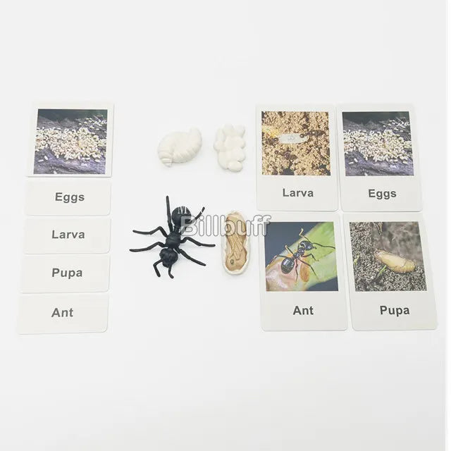 Montessori Animals and insects Life Cycle Wooden Board Set