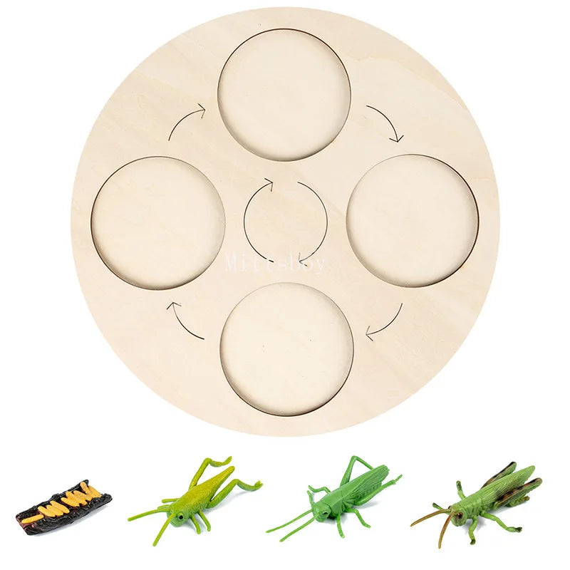 Montessori Animals and insects Life Cycle Wooden Board Set