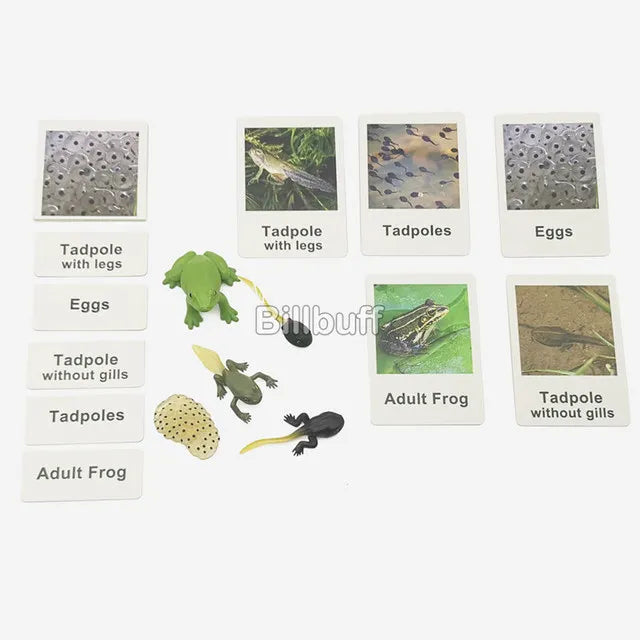 Montessori Animals and insects Life Cycle Wooden Board Set