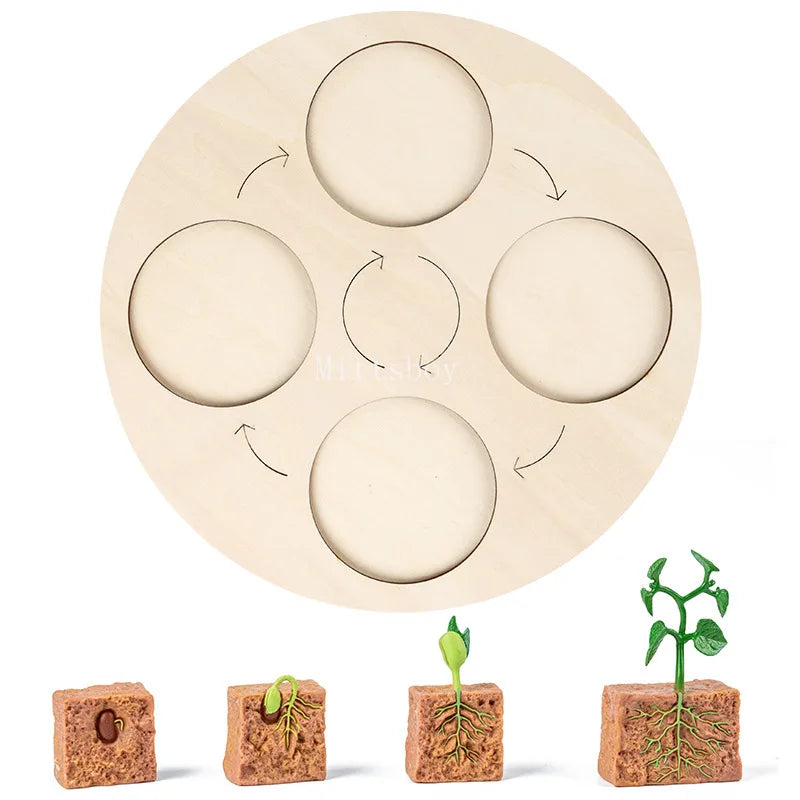 Montessori Animals and insects Life Cycle Wooden Board Set