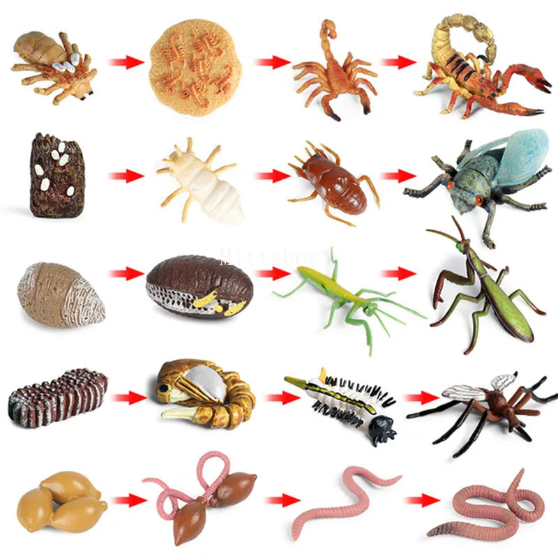Montessori Animals and insects Life Cycle Wooden Board Set