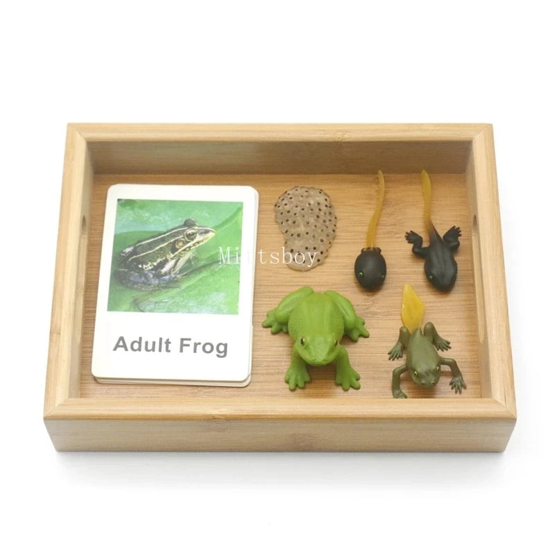 Montessori Animals and insects Life Cycle Wooden Board Set
