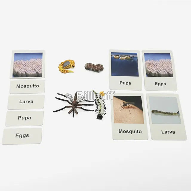 Montessori Animals and insects Life Cycle Wooden Board Set