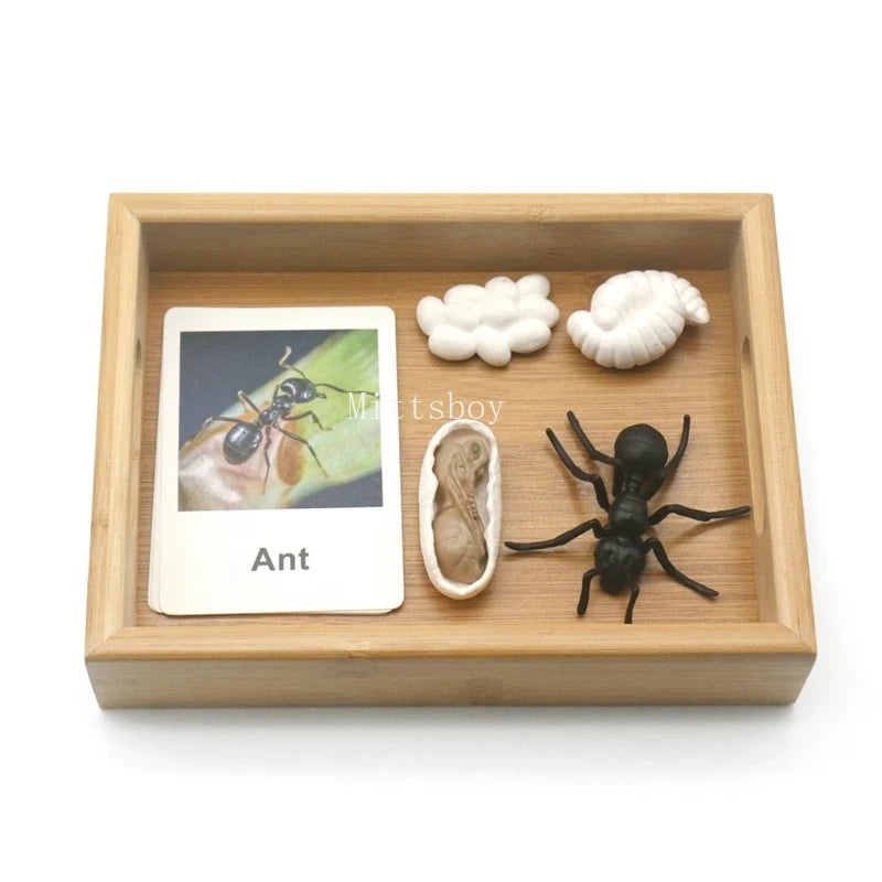Montessori Animals and insects Life Cycle Wooden Board Set