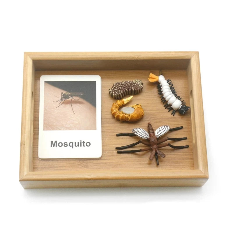 Montessori Animals and insects Life Cycle Wooden Board Set