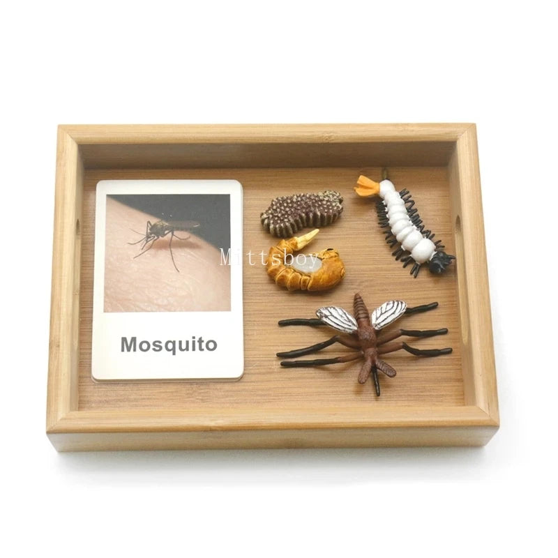 Montessori Animals and insects Life Cycle Wooden Board Set