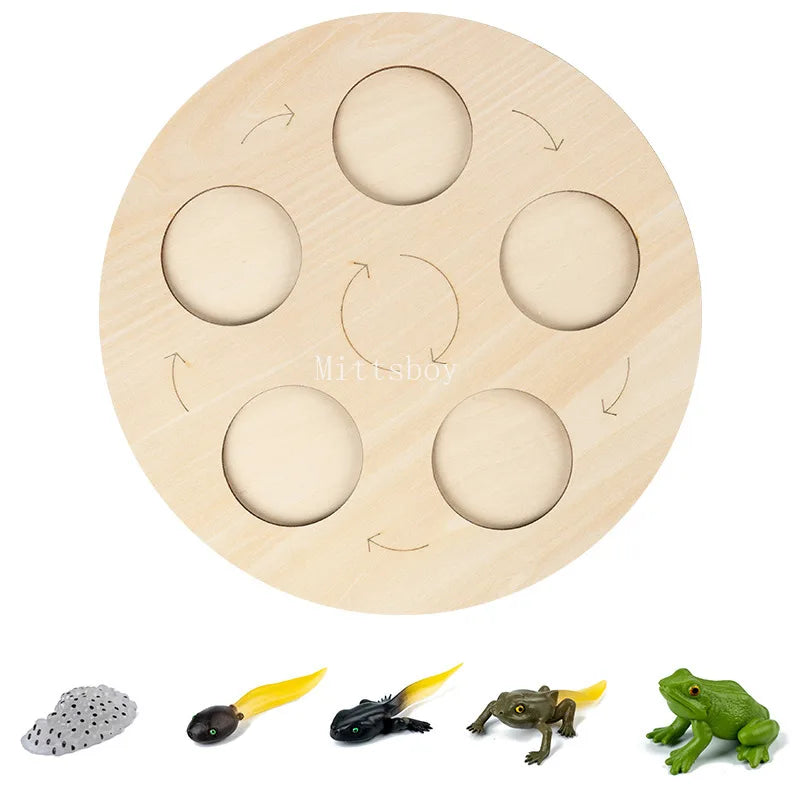Montessori Animals and insects Life Cycle Wooden Board Set
