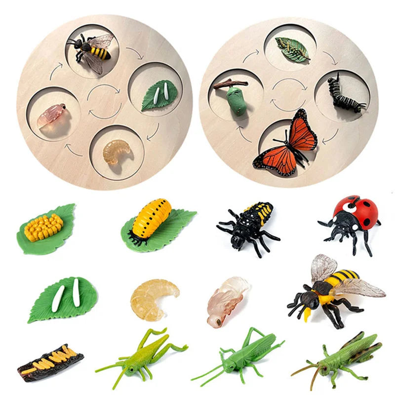 Montessori Animals and insects Life Cycle Wooden Board Set