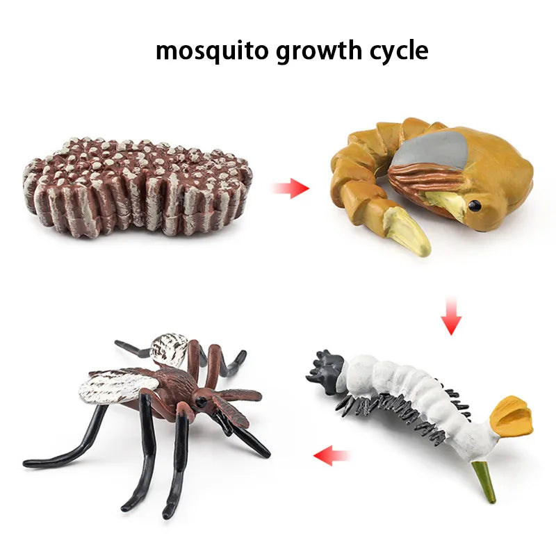 New Animal Life Cycle Board Children Toys Montessori Teaching Aids Plant Animal Growth Cycle Model Set Preschool Cognitive Toys