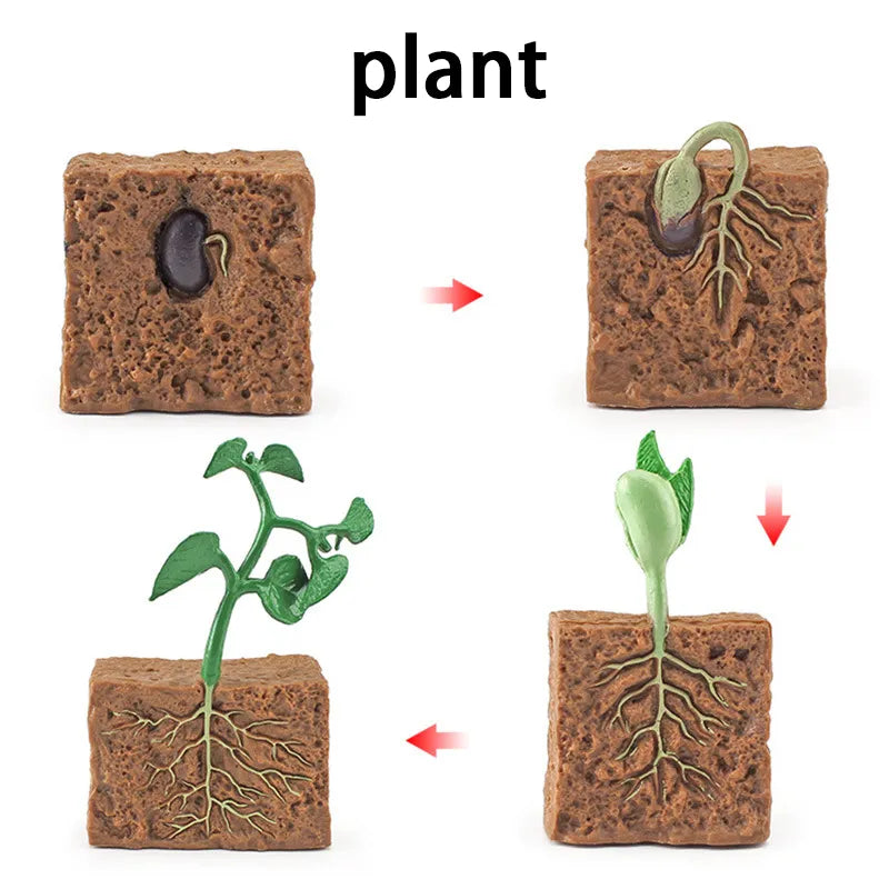 New Animal Life Cycle Board Children Toys Montessori Teaching Aids Plant Animal Growth Cycle Model Set Preschool Cognitive Toys