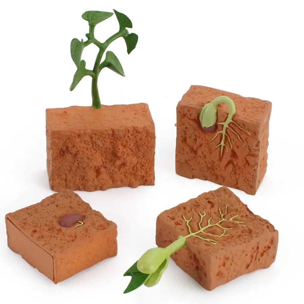 Simulation Life Cycle of a Green Bean Plant