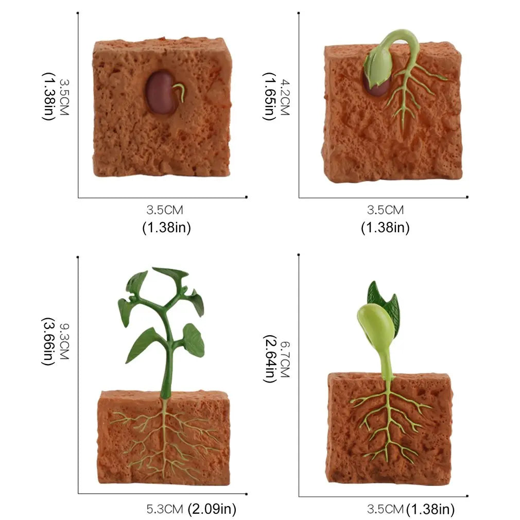Simulation Life Cycle of a Green Bean Plant