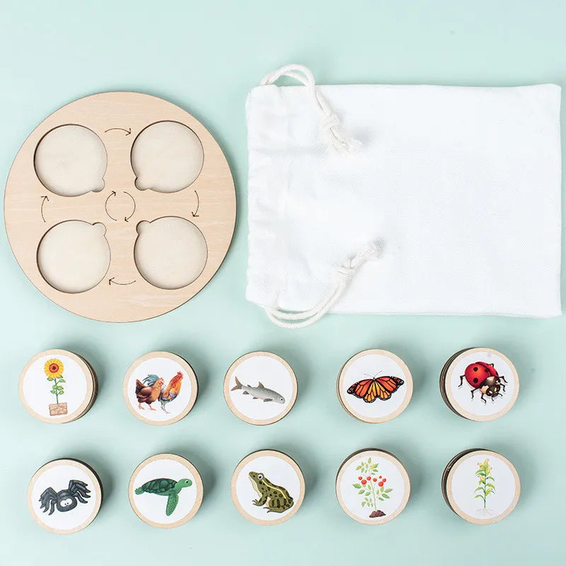 Montessori Life Cycle Sensory Tray