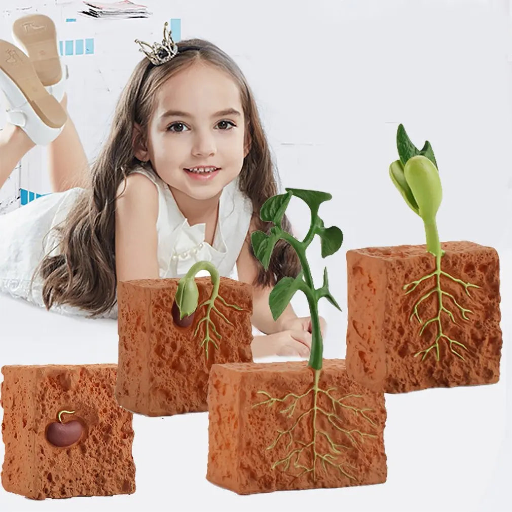 Simulation Life Cycle of a Green Bean Plant