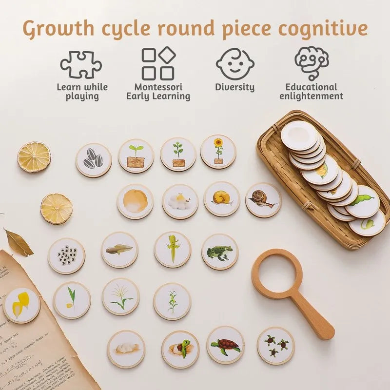 Wooden Montessori Animal Life Cycle