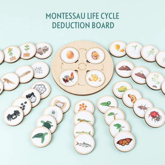 Montessori Life Cycle Sensory Tray